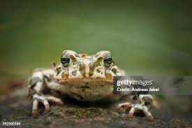 Attēlu rezultāti vaicājumam “Pseudepidalea viridis”