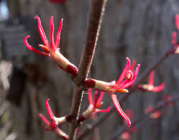 Attēlu rezultāti vaicājumam “Cercidiphyllum japonicum flower”