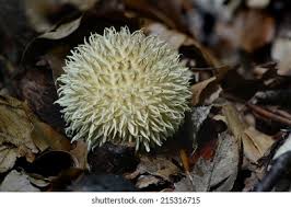 Attēlu rezultāti vaicājumam “Lycoperdon echinatum”