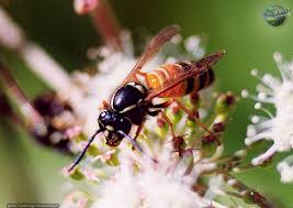 Attēlu rezultāti vaicājumam “Caenolyda reticulata”