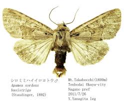 Attēlu rezultāti vaicājumam “Apamea sordens”