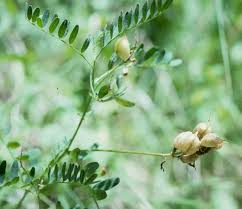 Attēlu rezultāti vaicājumam “Astragalus glycyphyllos fruit”