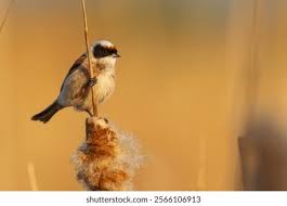 Image result for Remiz pendulinus