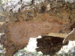 Attēlu rezultāti vaicājumam “Hertelidea botryosa”