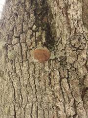 Attēlu rezultāti vaicājumam “Phellinus robustus”