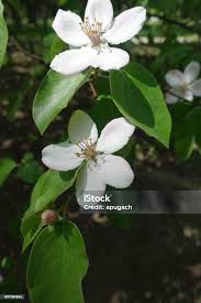 Attēlu rezultāti vaicājumam “Cydonia oblonga flower”