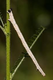 Attēlu rezultāti vaicājumam “Horisme vitalbata”