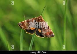 Attēlu rezultāti vaicājumam “Panemeria tenebrata”