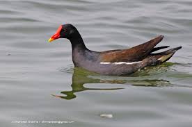 Image result for Gallinula chloropus