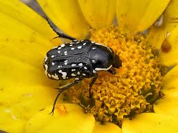 Attēlu rezultāti vaicājumam “Oxythyrea funesta”