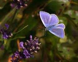 Attēlu rezultāti vaicājumam “Polyommatus icarus”