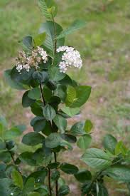 Attēlu rezultāti vaicājumam “Aronia melanocarpa flower”