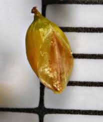 Attēlu rezultāti vaicājumam “Carex disperma”