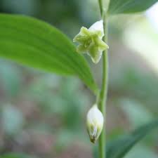 Attēlu rezultāti vaicājumam “Polygonatum odoratum flower”
