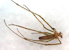 Attēlu rezultāti vaicājumam “Tetragnatha montana”