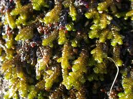 Attēlu rezultāti vaicājumam “Porella platyphylla macro”