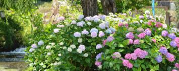 Attēlu rezultāti vaicājumam “Hydrangea”