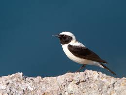 Image result for Oenanthe hispanica