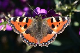 Image result for Small Tortoiseshell