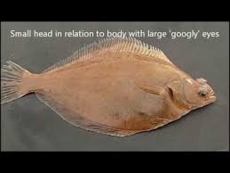 Image result for Limanda limanda