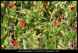 Image result for Lotus tetragonolobus