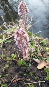Attēlu rezultāti vaicājumam “Petasites hybridus leaf”