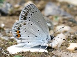 Attēlu rezultāti vaicājumam “Everes argiades”