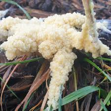 Attēlu rezultāti vaicājumam “Fuligo candida f. persicum spores”