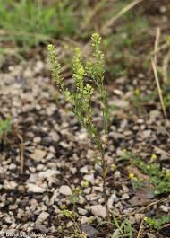 Attēlu rezultāti vaicājumam “Lepidium densiflorum flower”