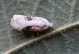 Attēlu rezultāti vaicājumam “Agonopterix alstromeriana”