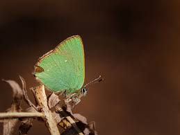 Attēlu rezultāti vaicājumam “Colostygia pectinataria female”