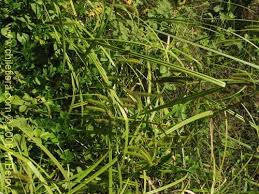 Attēlu rezultāti vaicājumam “Carex pseudocyperus fruit”