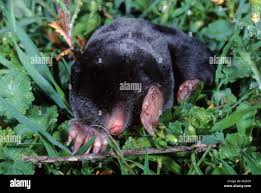 Attēlu rezultāti vaicājumam “Talpa europaea”