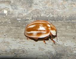 Attēlu rezultāti vaicājumam “Myzia oblongoguttata”