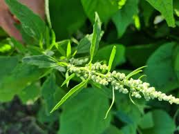 Attēlu rezultāti vaicājumam “Chenopodium polyspermum var. acutifolium flower”