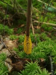 Attēlu rezultāti vaicājumam “Badhamia lilacina”