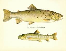 Image result for Salmo trutta
