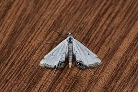 Attēlu rezultāti vaicājumam “Cataclysta lemnata”