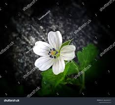 Attēlu rezultāti vaicājumam “Geranium pusillum flower”