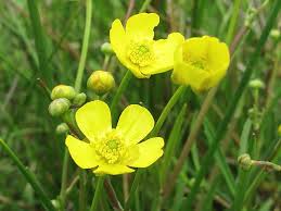 Attēlu rezultāti vaicājumam “Ranunculus flammula leaf”
