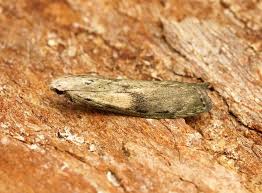 Attēlu rezultāti vaicājumam “Aphomia sociella male”