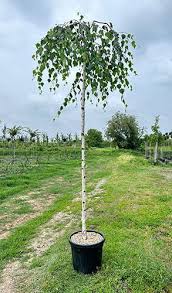 Attēlu rezultāti vaicājumam “Betula pendula Youngii”