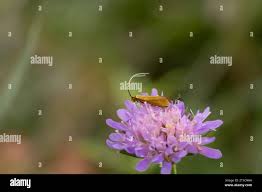 Attēlu rezultāti vaicājumam “Roeslerstammia erxlebella”