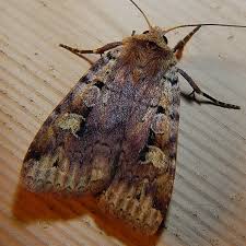 Attēlu rezultāti vaicājumam “Diarsia florida”