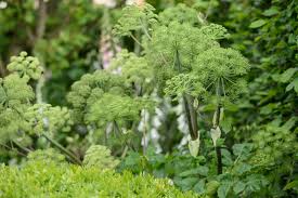 Attēlu rezultāti vaicājumam “Angelica archangelica leaf”