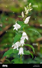 Attēlu rezultāti vaicājumam “Campanula latifolia leaf”