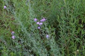 Attēlu rezultāti vaicājumam “Centaurea stoebe fruit”