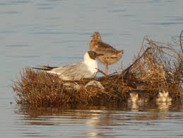 Attēlu rezultāti vaicājumam “Larus ridibundus eggs”