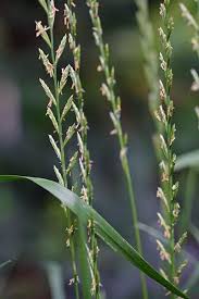 Attēlu rezultāti vaicājumam “Lolium perenne”