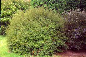 Attēlu rezultāti vaicājumam “Lonicera”